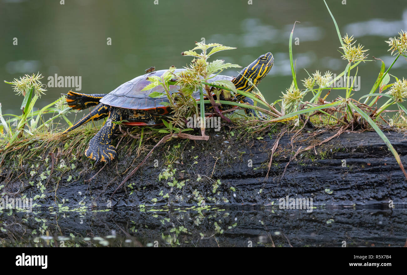 Gemalte Schildkröte (Chrysemys picta) auf am Rand des Teiches, MN, USA anmelden ruhenden, von Dominique Braud/Dembinsky Foto Assoc Stockfoto