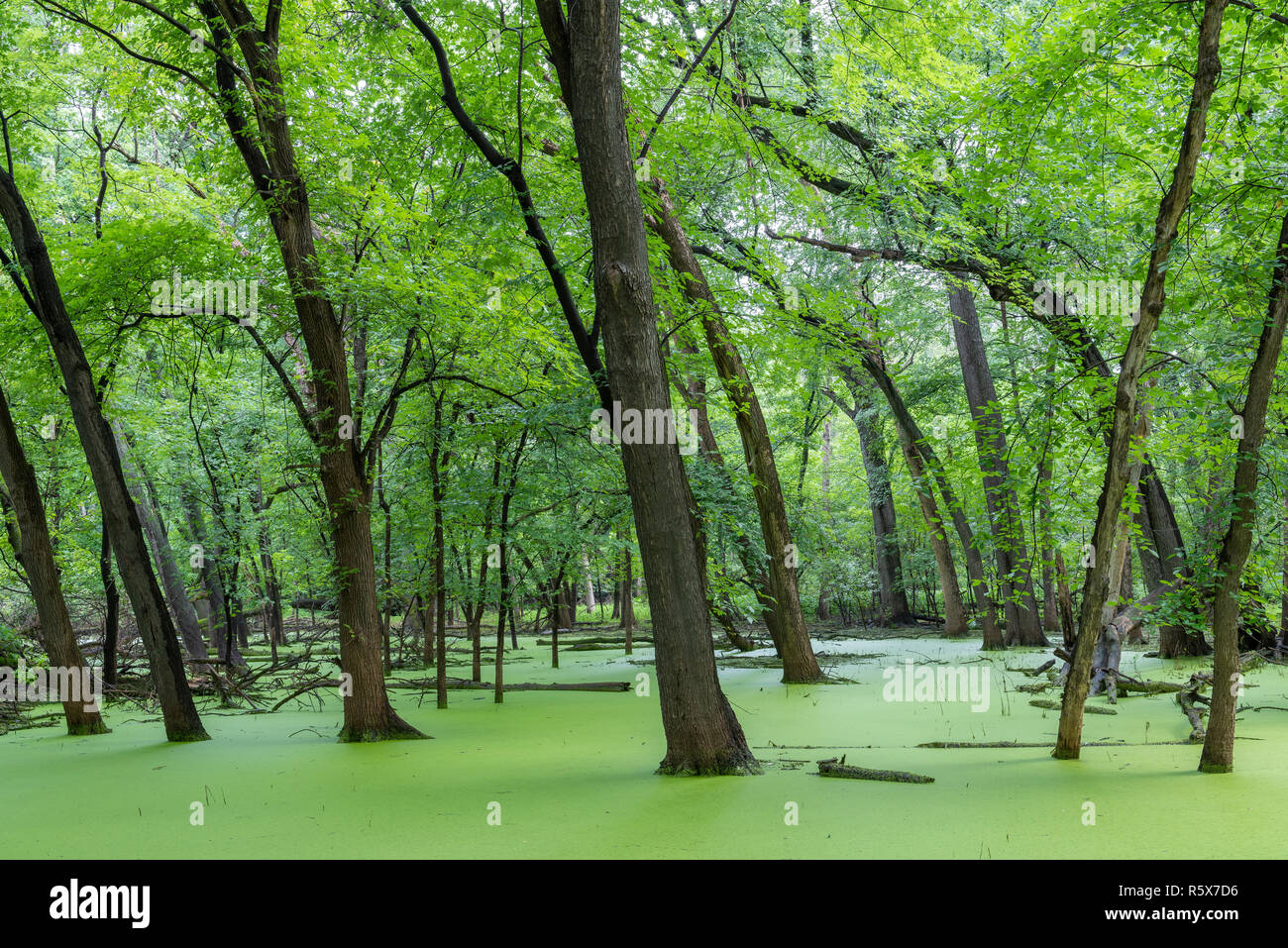 Mississippi Fluss über seine Ufer und überflutete plain Silber Ahorn (Acer saccharinum). Fort Snelling SP, Spätsommer, MN, USA, von Dominique Braud/De Stockfoto