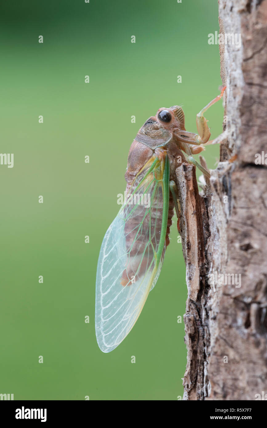 Jährliche Zikade, frisch entstanden, Trocknen seine Flügel, August, MN, USA, von Dominique Braud/Dembinsky Foto Assoc Stockfoto