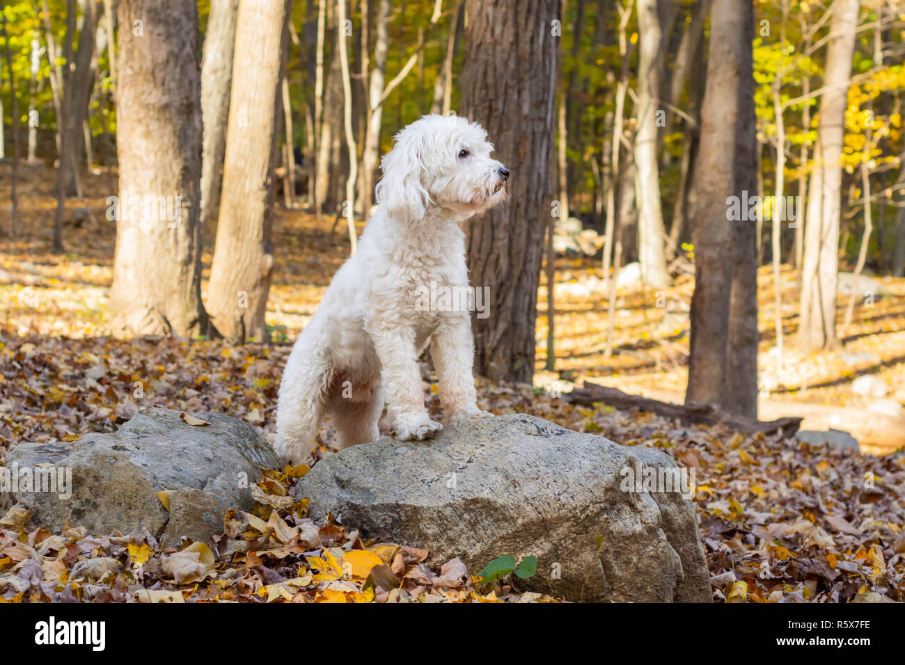 Hund steht auf Rock entfernt im Wald suchen Stockfoto