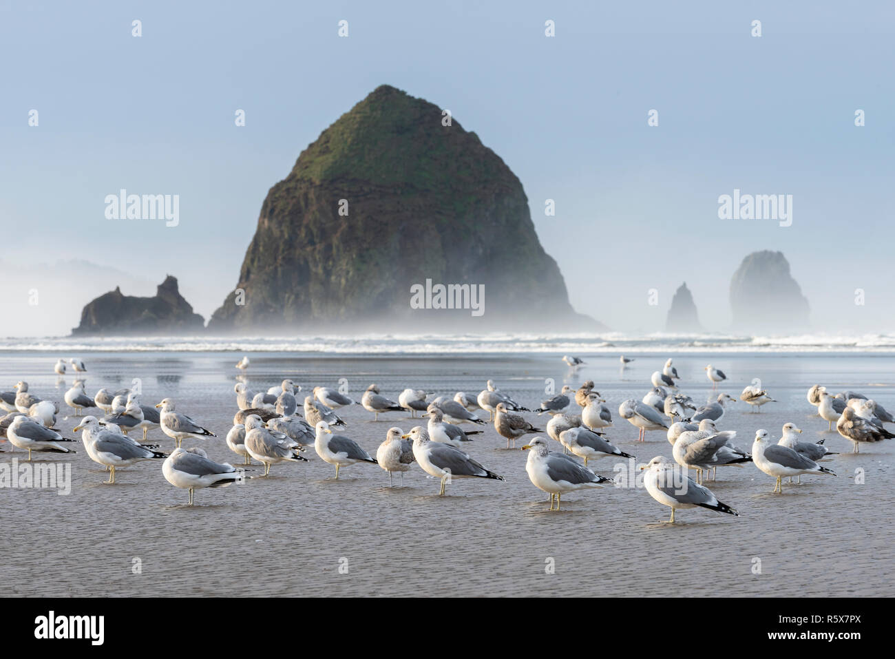 Möwen auf Cannon Beach und Haystack Rock, Pazifischer Ozean, Fallen, ODER, USA, von Dominique Braud/Dembinsky Foto Assoc Stockfoto