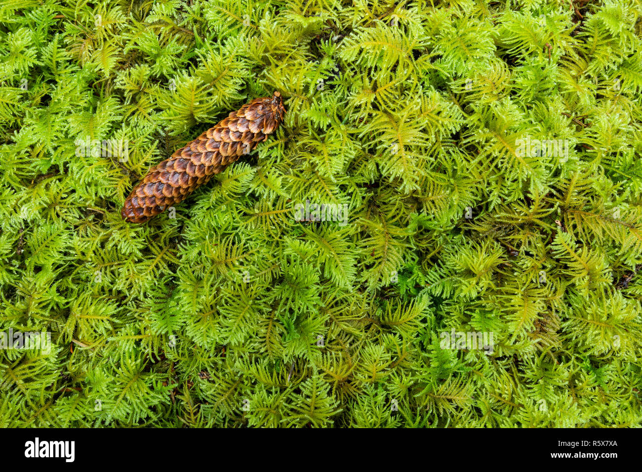Hemlock Pine Cone ruht auf einem Teppich von Oregon Moss (Eurhynchium oreganum). Fort Stevens State Park, ODER, USA, von Dominique Braud/Dembinsky Foto Asso Stockfoto