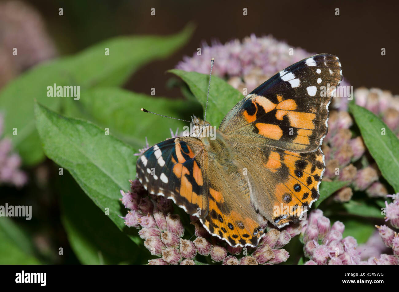 Painted Lady, Vanessa cardui, nectaring auf saltmarsh Berufskraut, Pluchea odorata Stockfoto