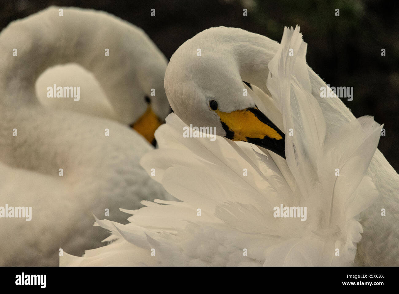 Welney, Norfolk, Großbritannien. 2. Dezember 2018; Whopper Schwäne migrational Vögel in ihrem Überwinterungsgebiet ankommen und werden von Freiwilligen des Zentrums wie die Sonne gespeist. Credit: Clifford Norton/Alamy leben Nachrichten Stockfoto