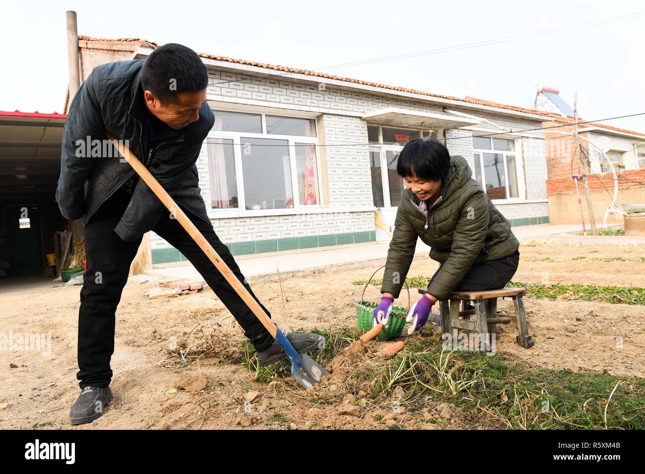 (181203) - HOHHOT, Dez. 3, 2018 (Xinhua) - Liu Hai (L) und seine Frau graben Karotten im Innenhof in Kouhezi Stadt, kulun Banner der North China Autonome Region Innere Mongolei, November 26, 2018. Liu Hai, ein pensionierter Soldat, der seine Arme bei einem Arbeitsunfall im Jahr 1997 verloren, und Li Meiwen, die ihre Beine verloren, als sie 13 Jahre alt war, haben in der Ehe für 11 Jahre durch gegenseitige Hilfe im Leben gewesen. Nach Li Meiwen auf TV im Jahr 2007 Wissen, Liu Hai kontaktiert mit ihr. Zwei Monate später, Li ging in der Inneren Mongolei zum ersten Mal. Obwohl die Hilfe von Verwandten und Freunden, die Paar st Stockfoto