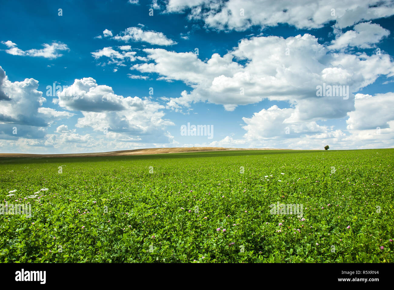 Big green clover Feld, weißen Wolken am blauen Himmel Stockfoto