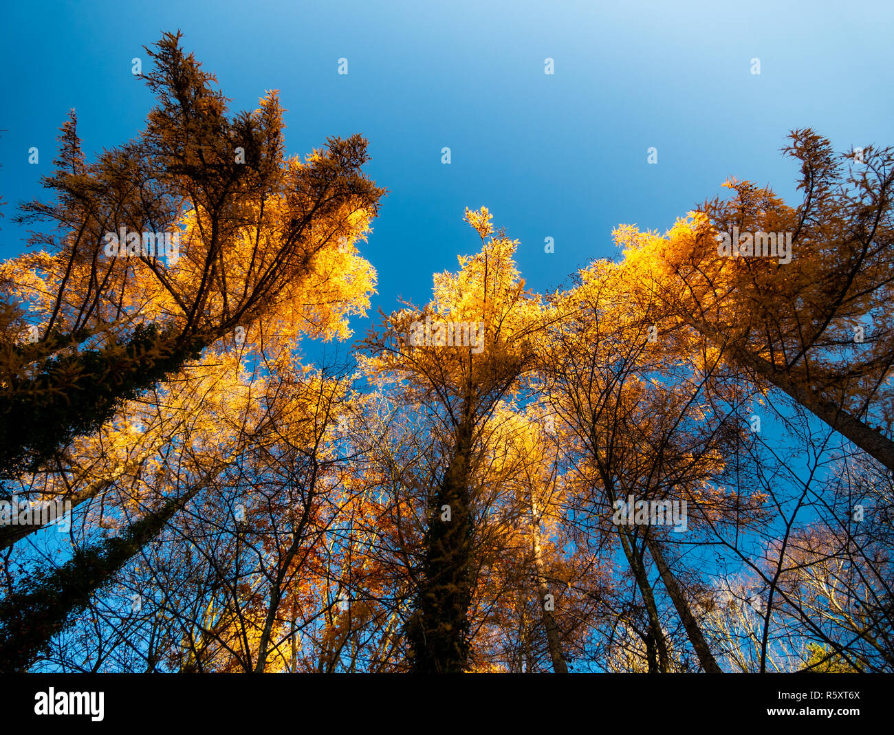 Bild von Unten nach Oben Blick entlang Bäume mit bunten Blätter im Herbst Stockfoto