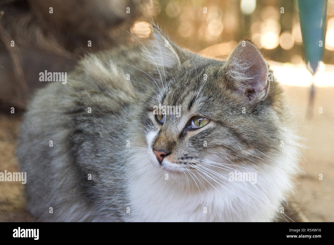Langhaarige tabby cat Stockfoto