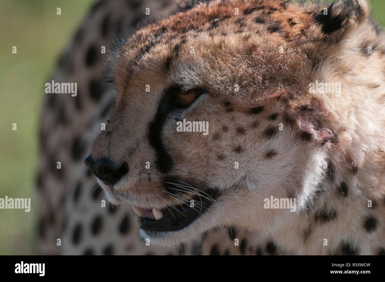 Gepard, (Acynonix Jubatus), Masai Mara, Kenia Stockfoto