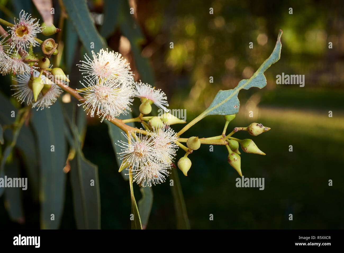 Nahaufnahme von Blumen auf Eucalyptus camaldulensis Baum. Stockfoto