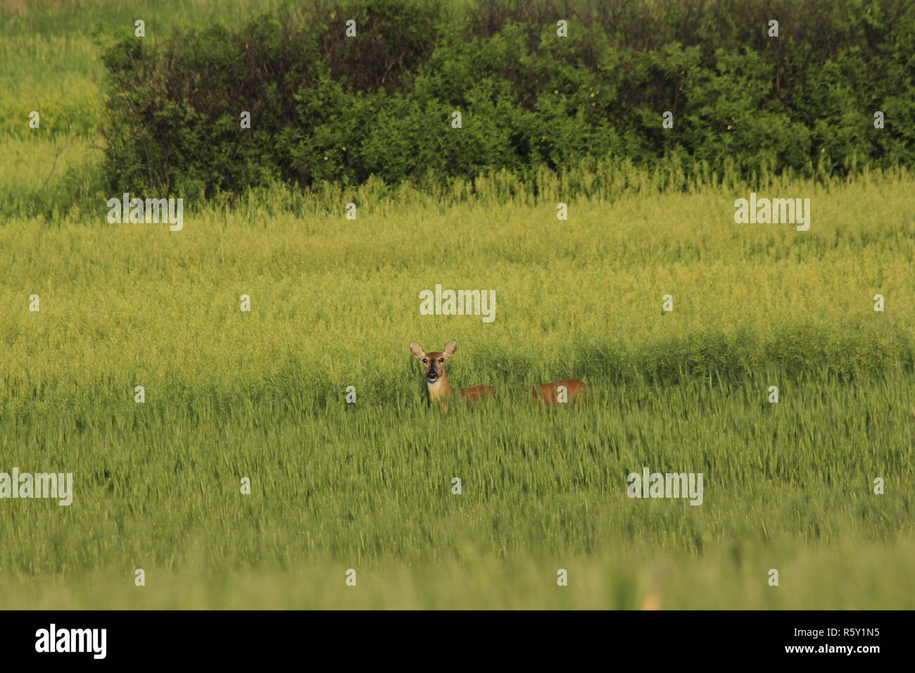 Whitetail Doe in ein grünes Weizenfeld in Kansas, USA. Stockfoto