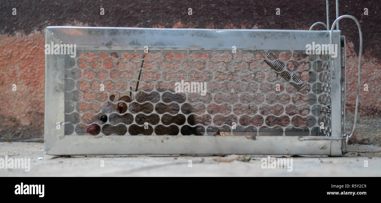 Ängstliche Mäuse in einem Käfig gefangen Ratte Stockfoto