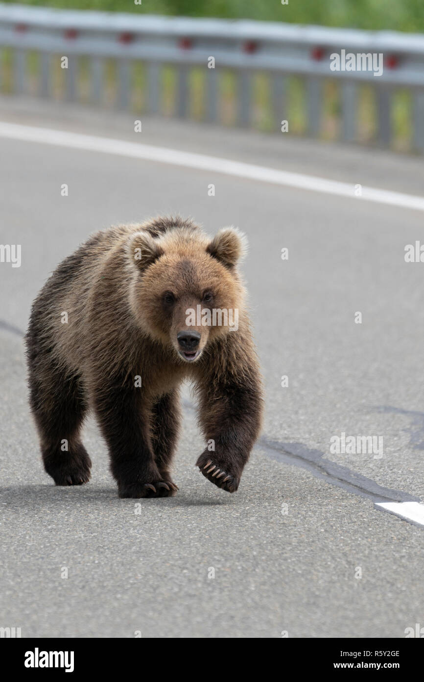 Hungrige wilde Kamtschatkas Braunbären entlang eine asphaltierte Straße und blickt voraus. Eurasien, Russischen Fernen Osten, Kamtschatka Gebiet. Stockfoto
