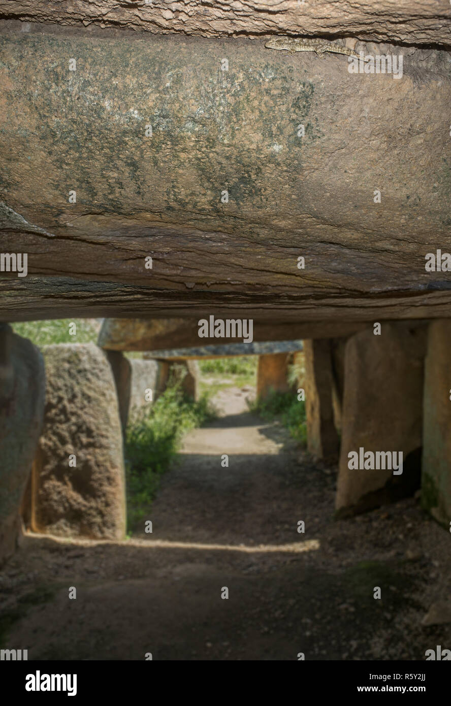 Echse auf capstone am Dolmen von Lacara. Alte megalithische Gebäude in der Nähe des La Nava de Santiago in Extremadura. Spanien Stockfoto