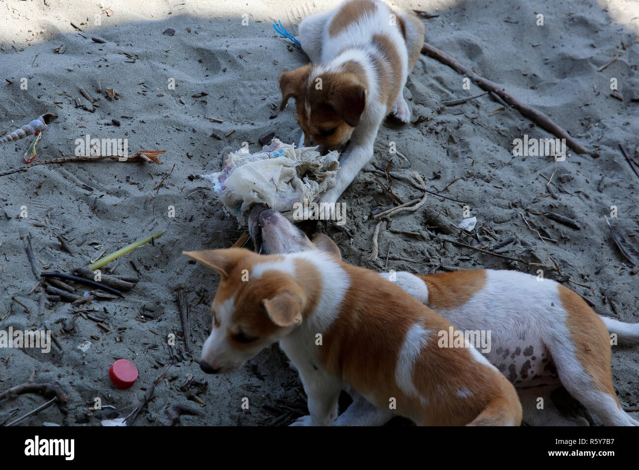 Welpen nehmen Plastikmüll im Meer Strand von Saint Martin Insel. Cox's Bazar, Bangladesch. Stockfoto