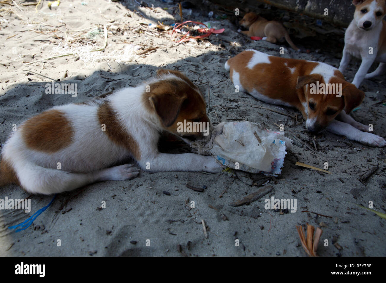 Welpen nehmen Plastikmüll im Meer Strand von Saint Martin Insel. Cox's Bazar, Bangladesch. Stockfoto