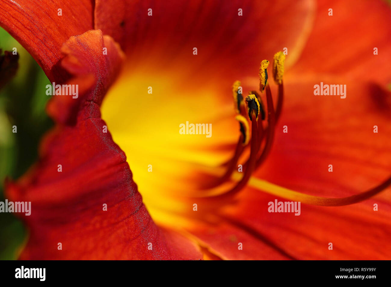 Rot Gelb Daylily Stockfoto