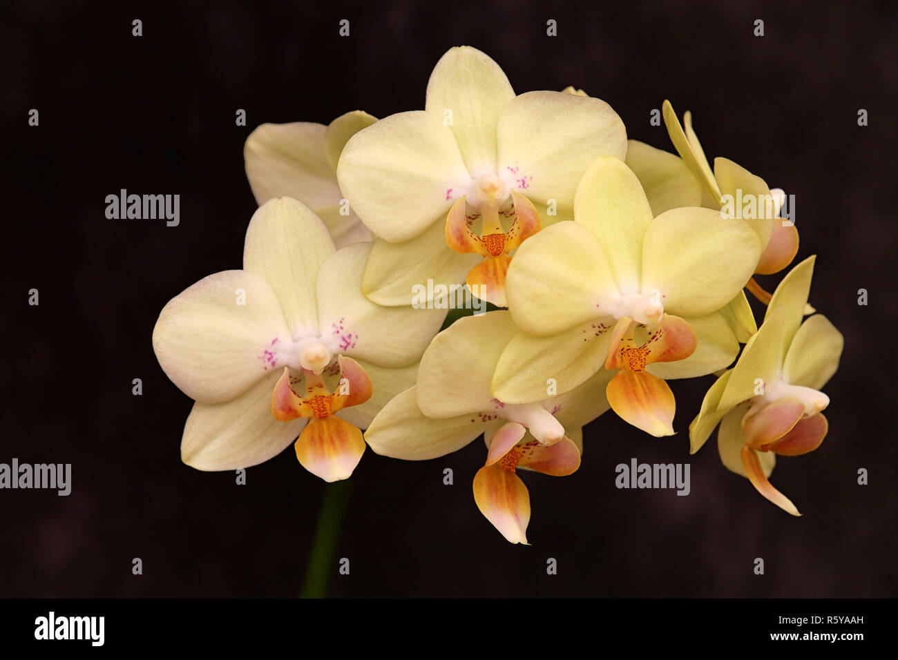Gelbe Orchidee Phalaenopsis Stockfoto