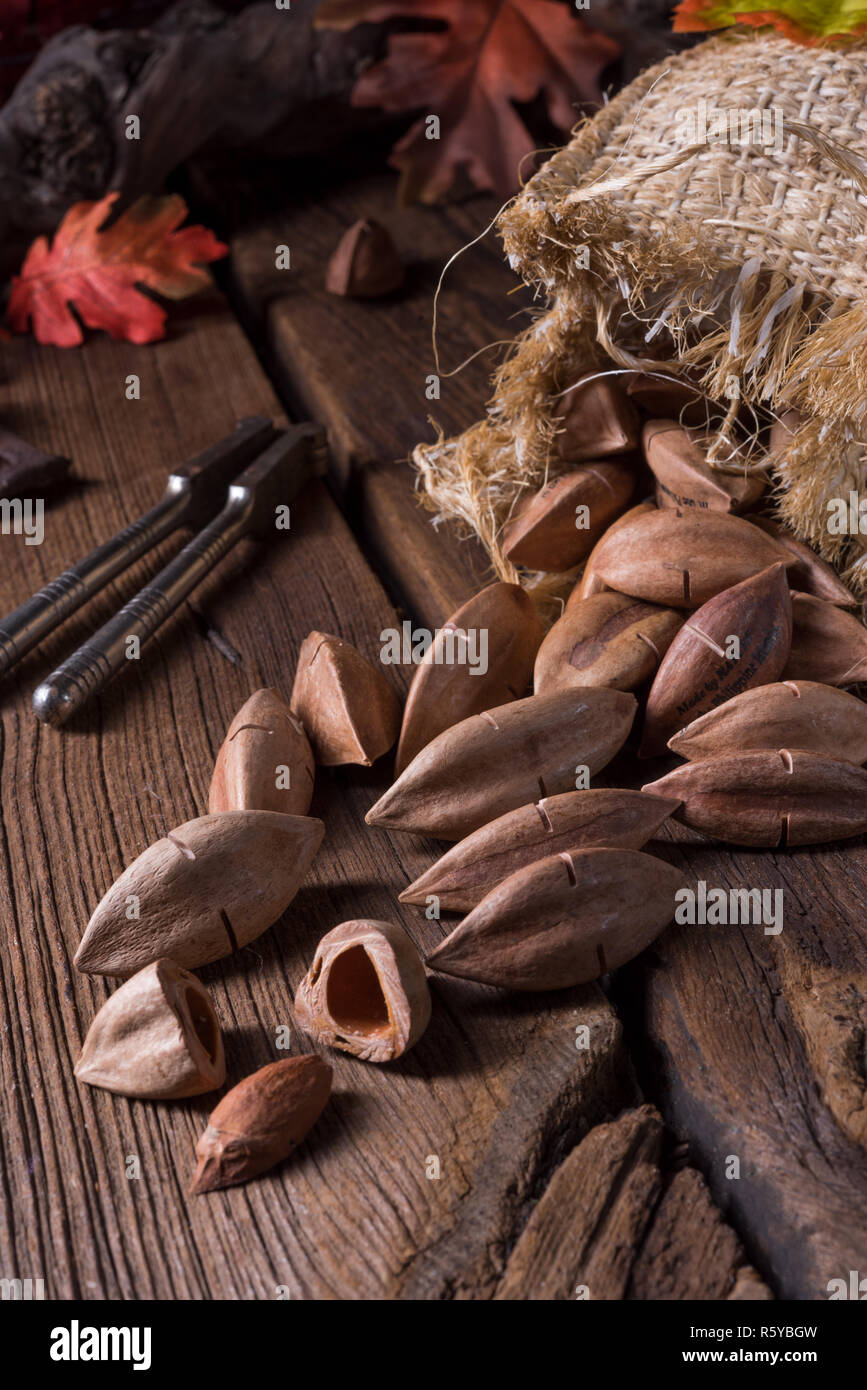 Canarium ovatum, allgemein bekannt als Pili ist eine Pflanzenart aus der Gattung der tropischen Baum Stockfoto