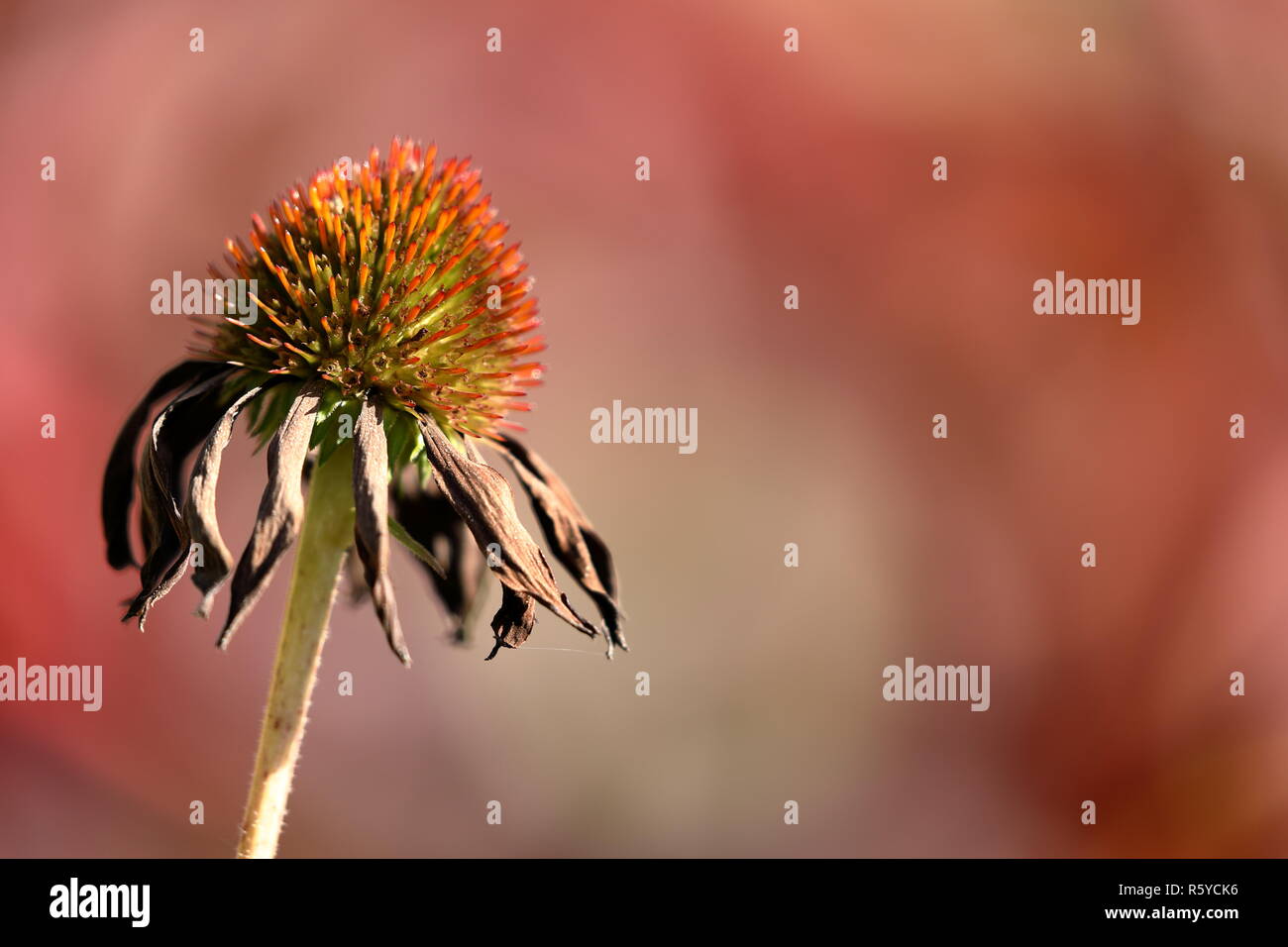 Sonnenblume im Herbst Stockfoto