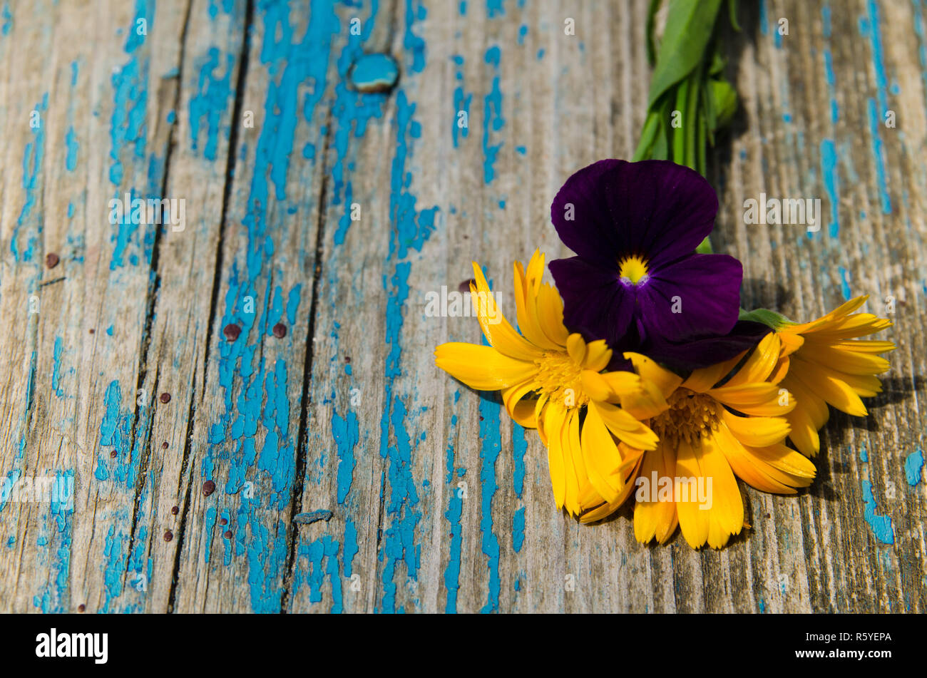 Schöne Blüten der Calendula und Veilchen auf der Seite einer alten Holzplatte mit blau lackiert Stockfoto