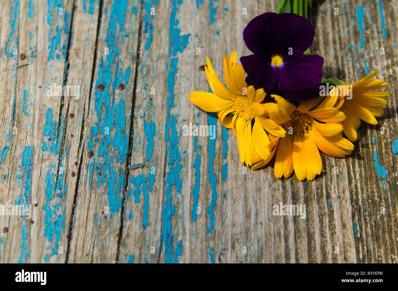 Schöne Blüten der Calendula und Veilchen auf der Seite der Alte bemalte Holzplatte mit Rissen Stockfoto