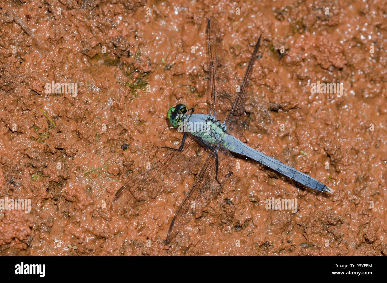 Östlichen Pondhawk, Erythemis simplicicollis, männlich Stockfoto