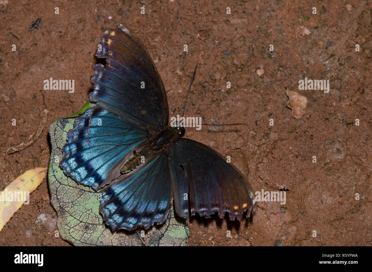 Red-spotted Purple, Limenitis arthemis Astyanax, Schlamm - puddling, abgenutzt und tattered Einzelnen Stockfoto