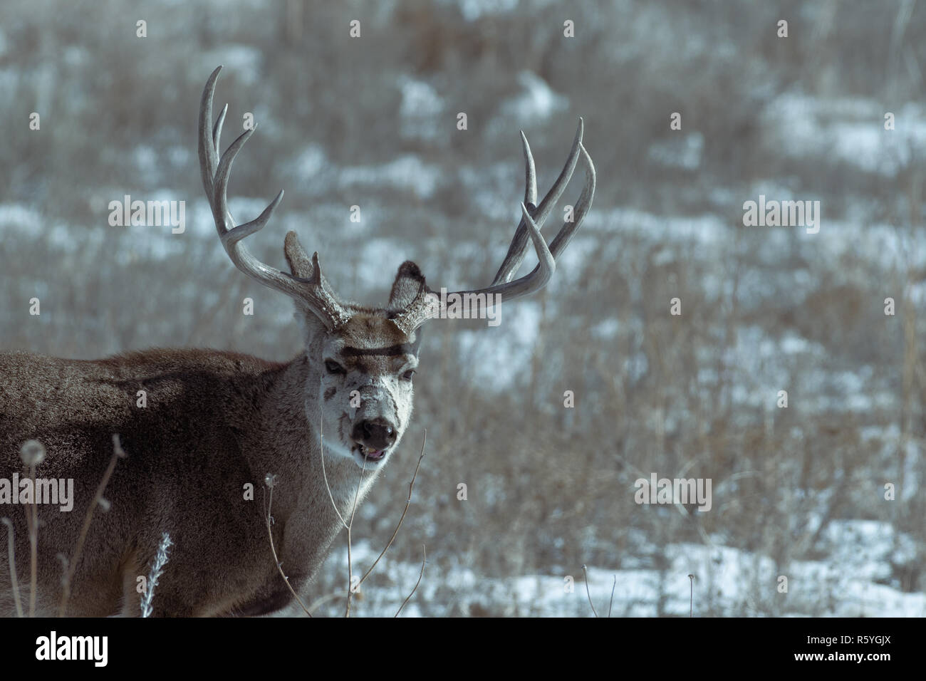 Männliche Rehe im Winter Stockfoto