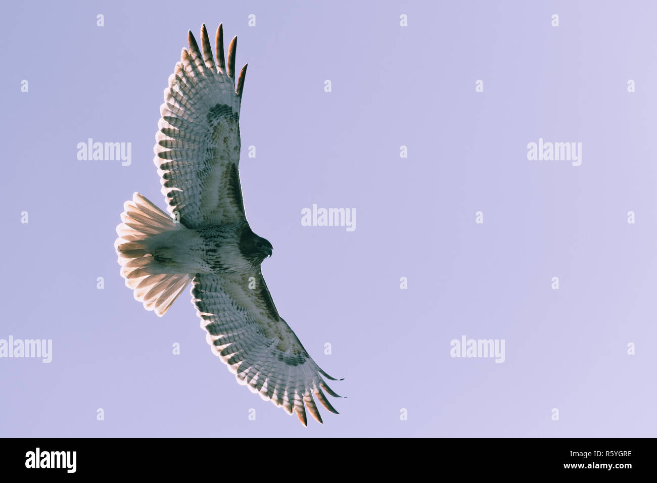 Red-tailed Hawk fliegen im Winter Stockfoto