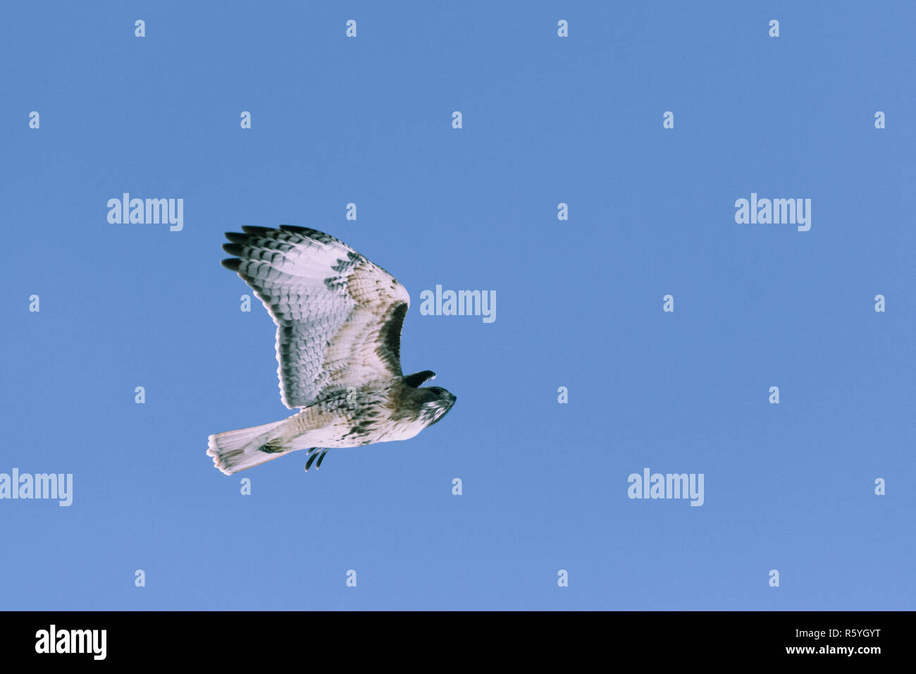 Red-tailed Hawk fliegen im Winter Stockfoto