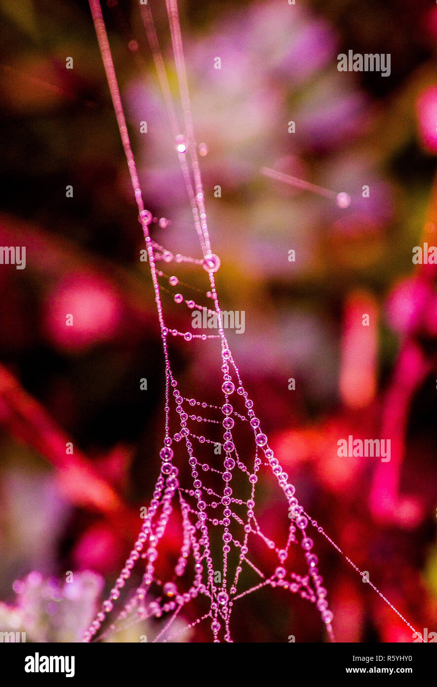 Spinnennetz Stockfoto