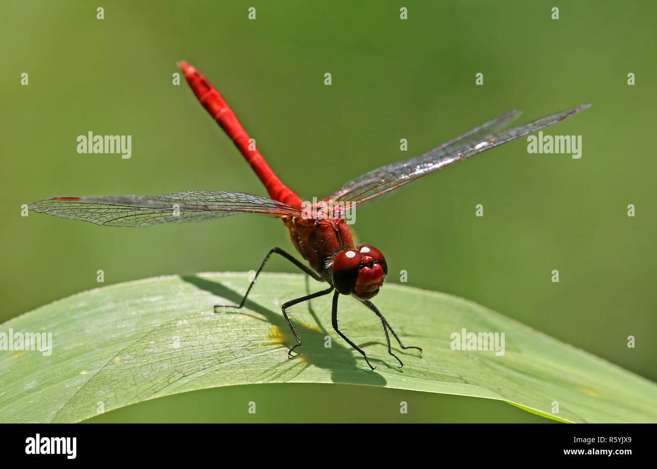 Blood Red darter Sympetrum sanguineum in Obelisk Position Stockfoto