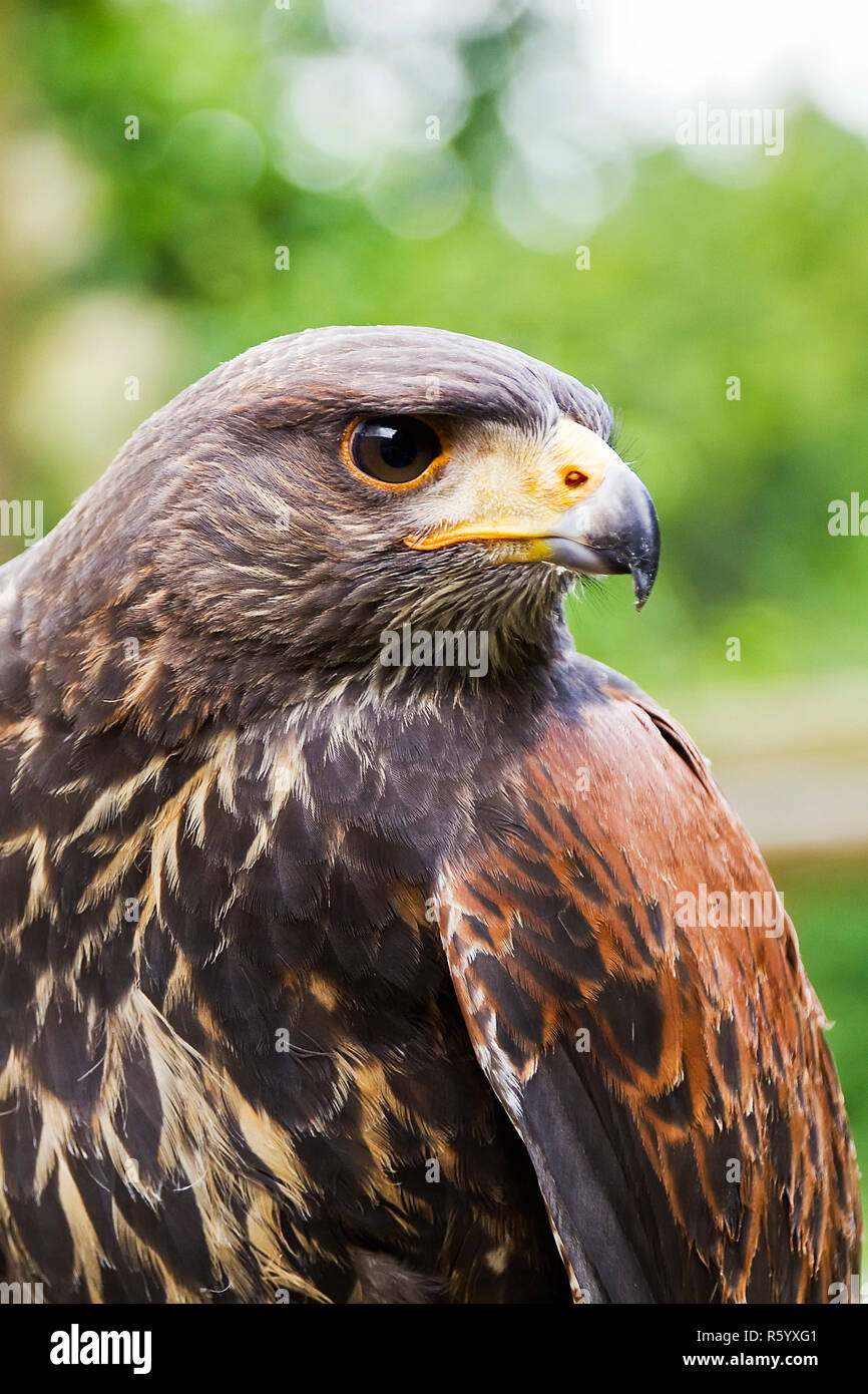 Desert Buzzard - Harris's Hawk Stockfoto