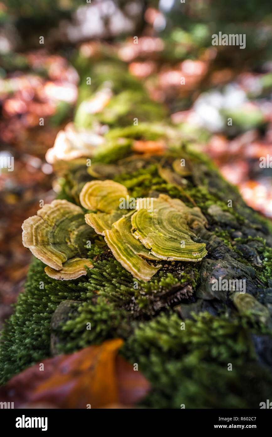 Die Wilden Künstler Conk (Ganoderma applanatum) wächst auf einem toten Baum im Wald. Fomes fomentarius. Pilz Yesquero Stockfoto