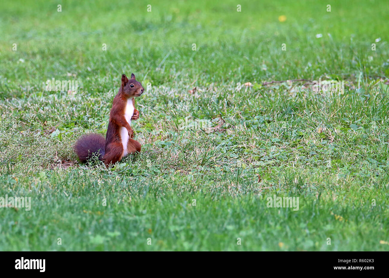 Eichhörnchen sciurus vulgaris macht Mann im Gras Stockfoto