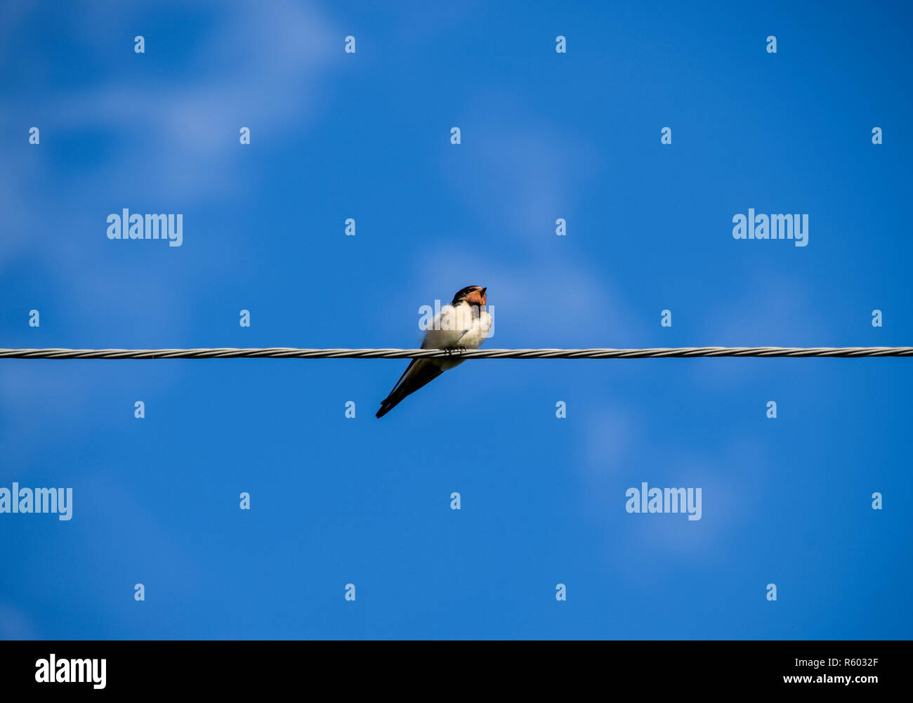 Schwalben auf den Drähten. Schwalben gegen den blauen Himmel. Die swallo Stockfoto