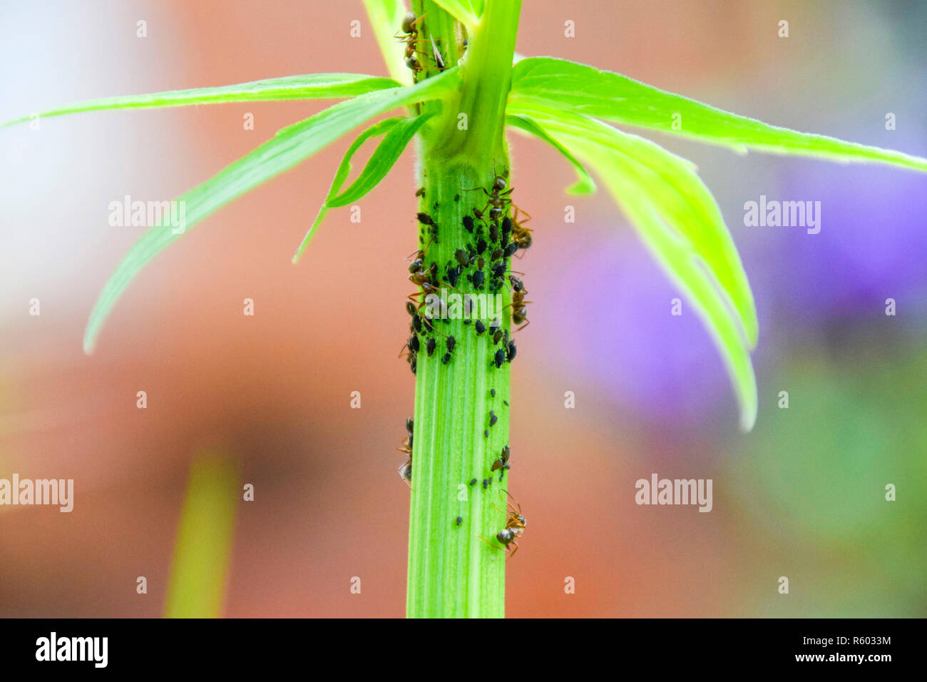 Die Ameisen Herde Blattläuse auf eine Pflanze Stammzellen Stockfoto