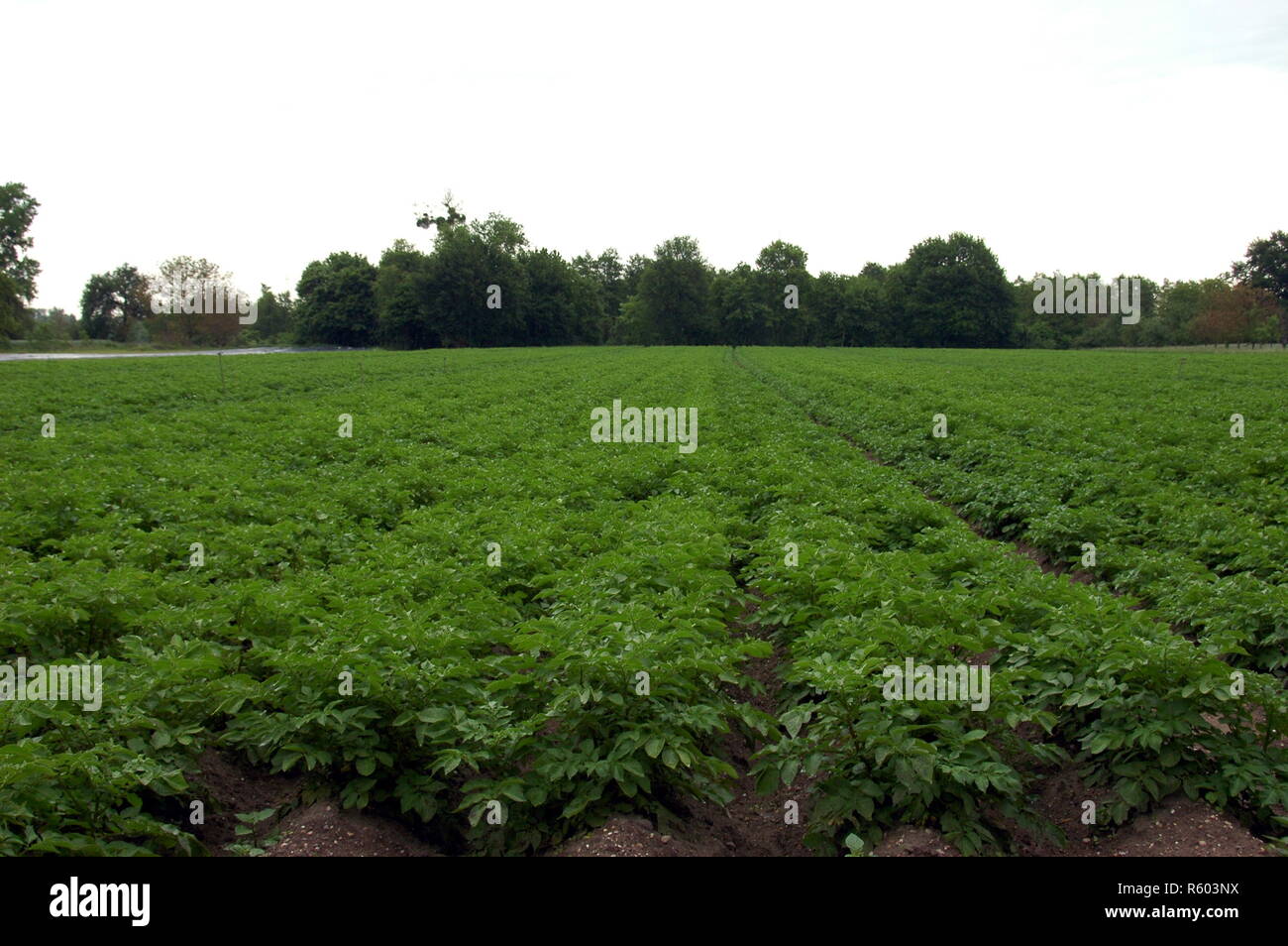 Kartoffelanbau in rheinzabern Stockfoto