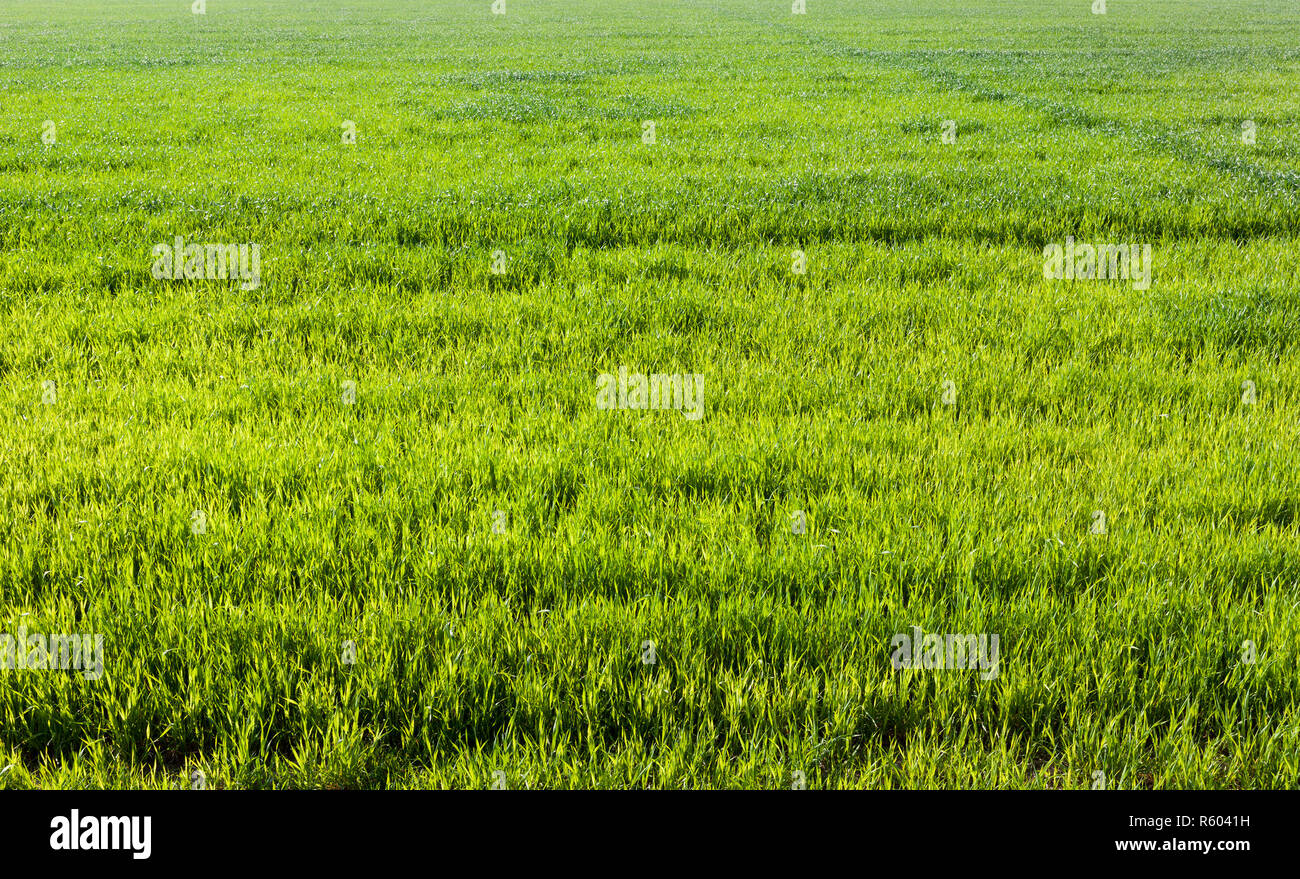 Schneeverwehungen im Winter Stockfoto