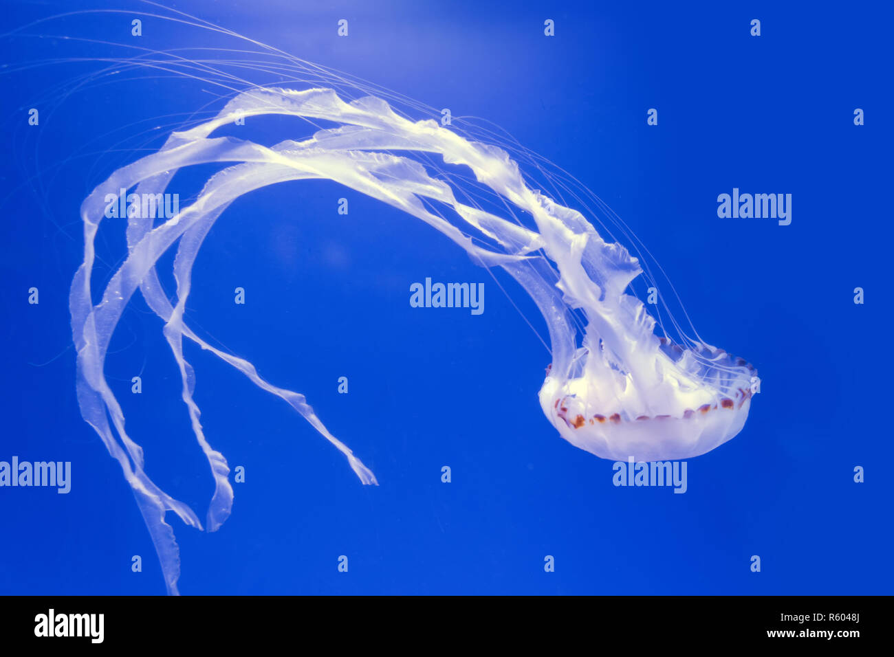 Atlantik Brennnessel, Chrysaora quinquecirrha Quallen, schwimmt durch wellige Stockfoto