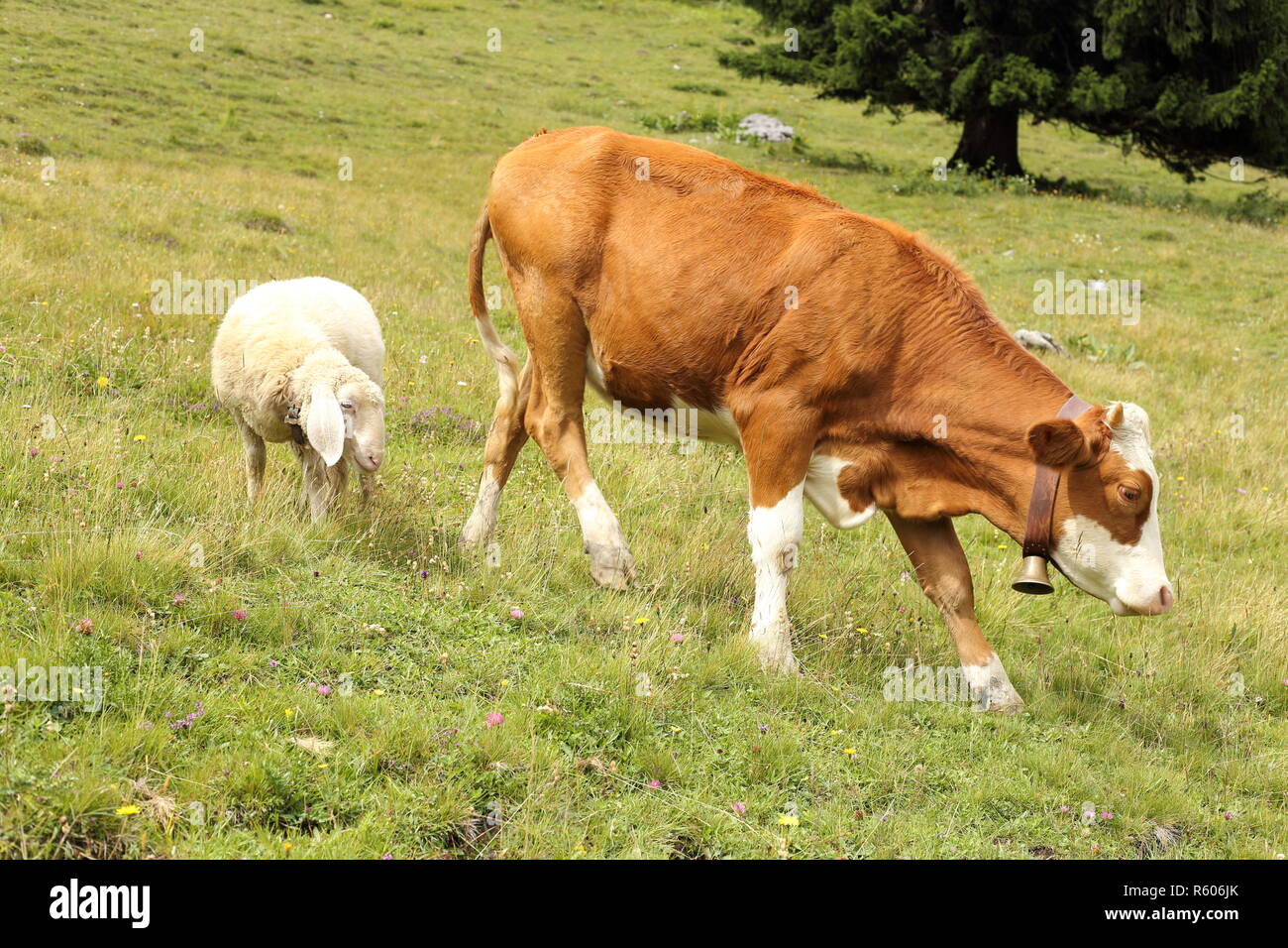 Kalb und Schaf auf Blumenwiese Stockfoto