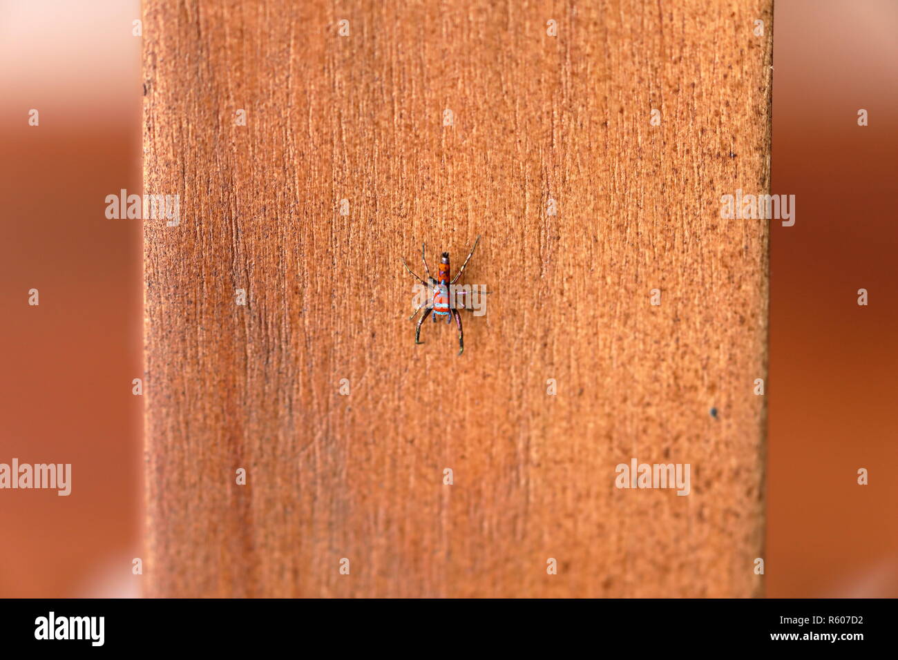 Bunte beruwela jumping Spider in Sri Lanka Stockfoto