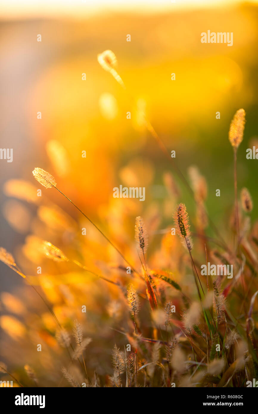 Herbst Stockfoto