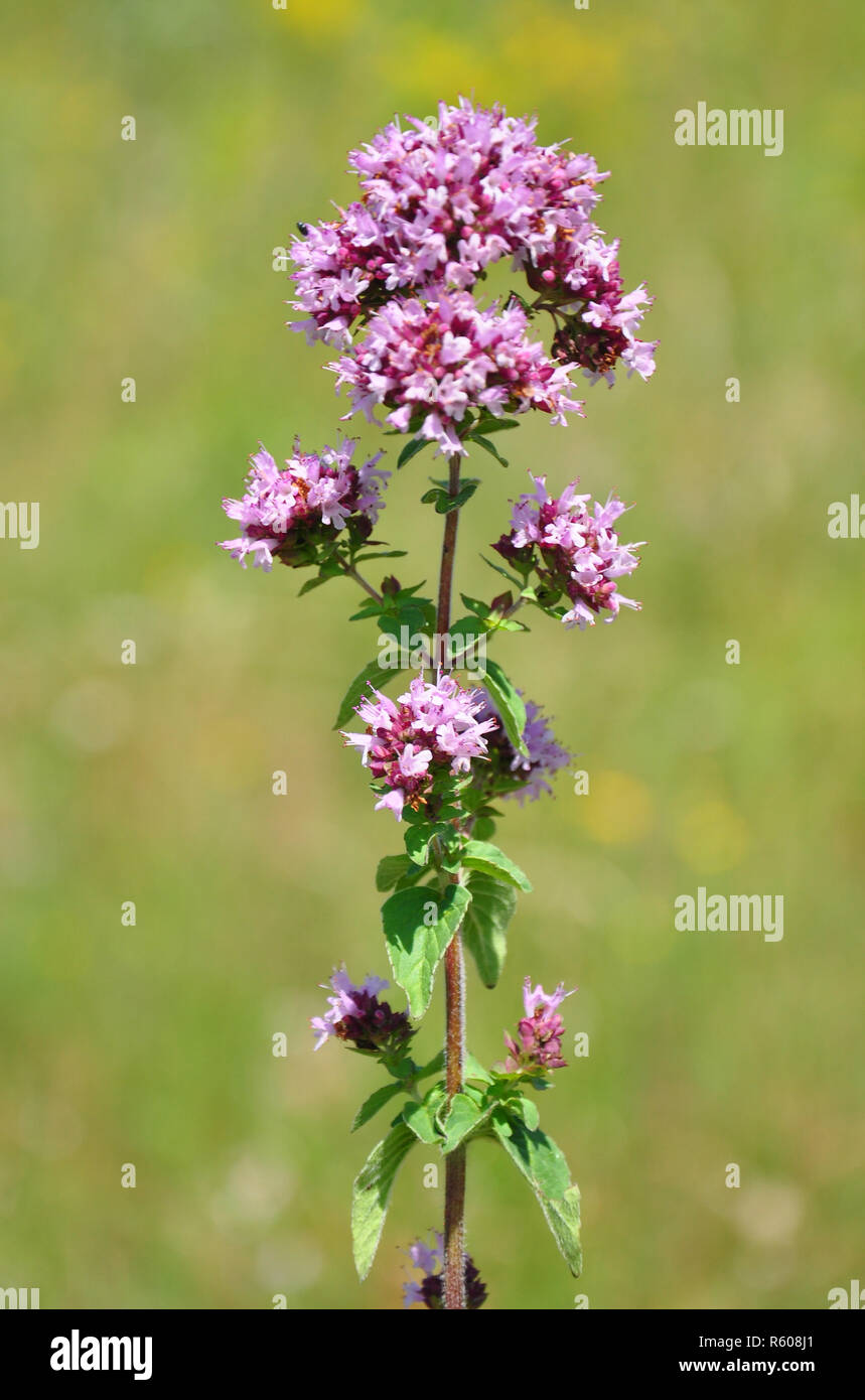 Rustem Dost Real dost -Fotos und -Bildmaterial in hoher Auflösung – Alamy