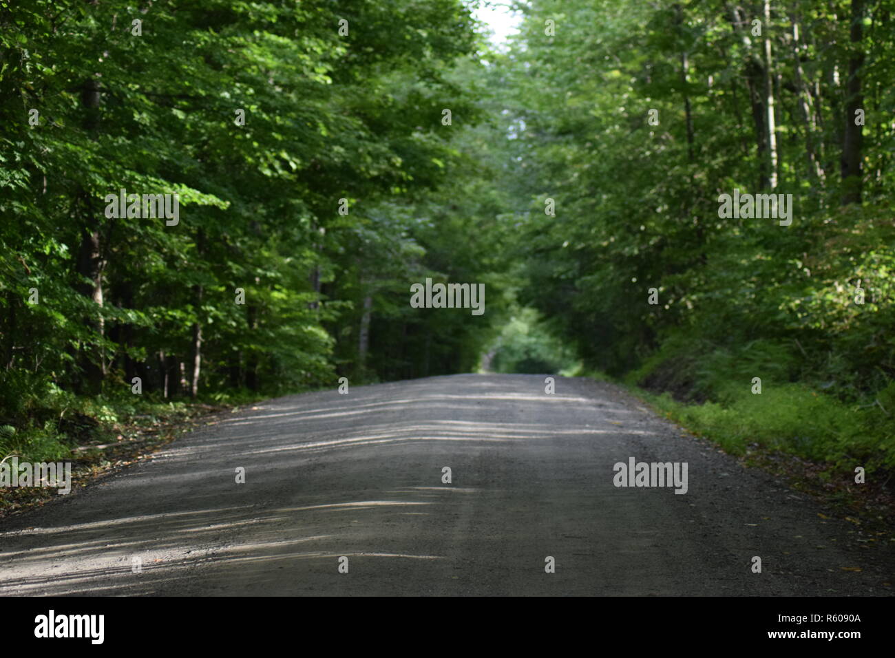Schmutz der Straße während des Tages umgeben von Bäumen Stockfoto