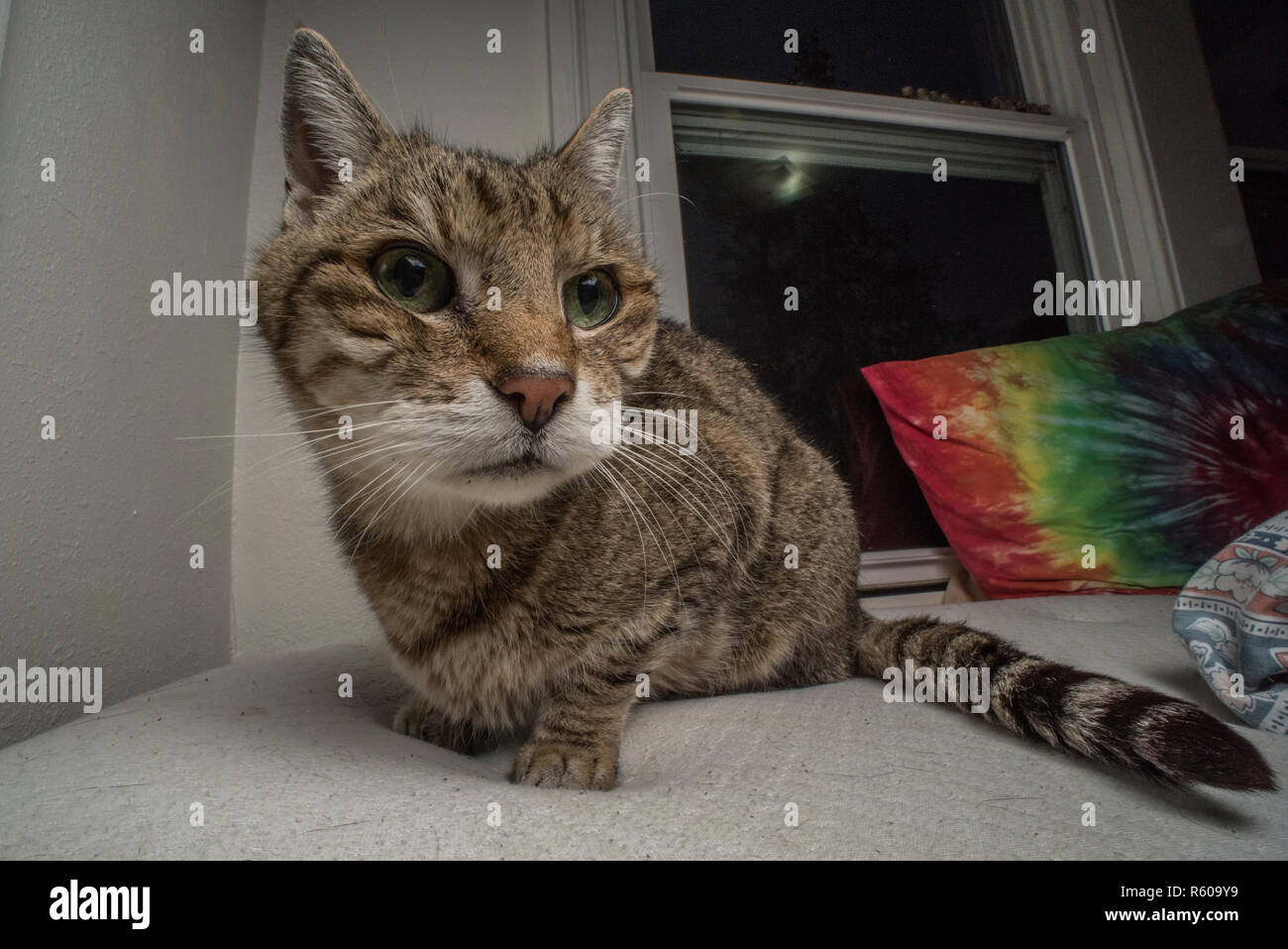 Ein tabby Foster Katze entspannt auf einem Bett von Windows umgeben. Stockfoto