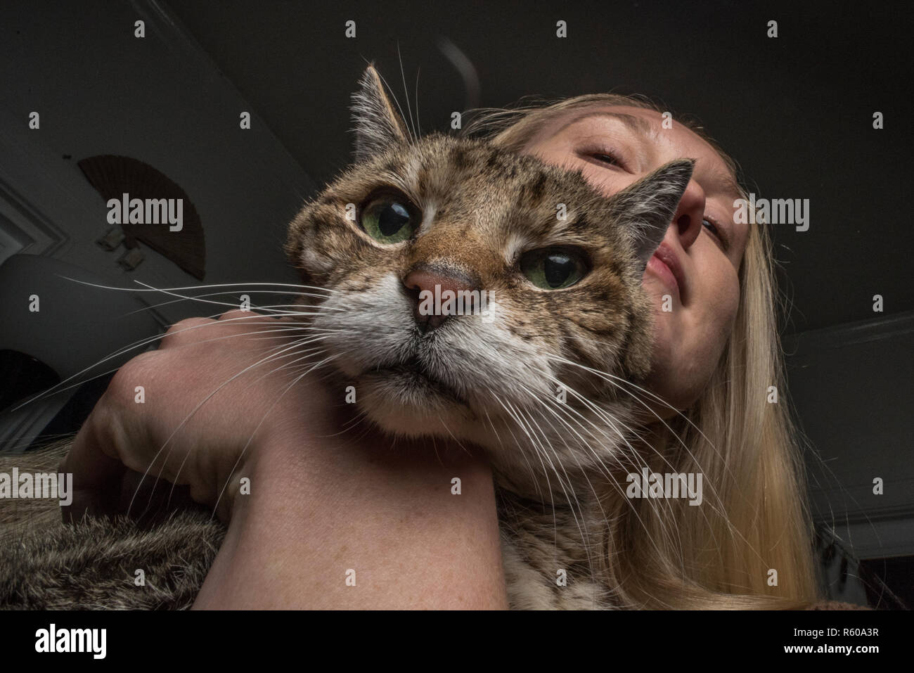 Ein Patient Katze stellt mit seinem Besitzer Obsession mit es als Eigentümer hält und drückt es. Die Katze schaut genervt. Stockfoto