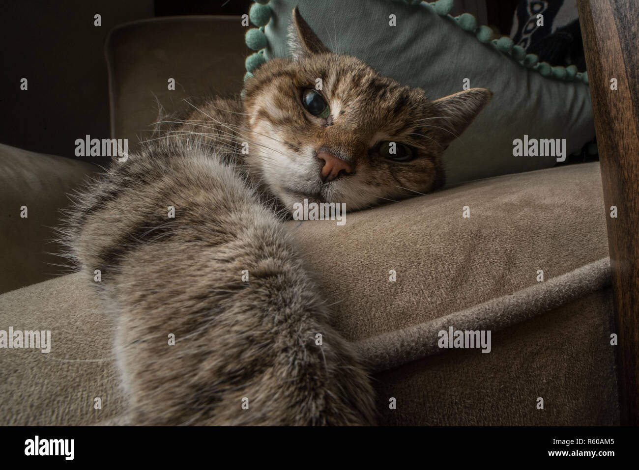 Eine Tabby-katze entspannt auf der Couch ohne Sorge in der Welt. Stockfoto