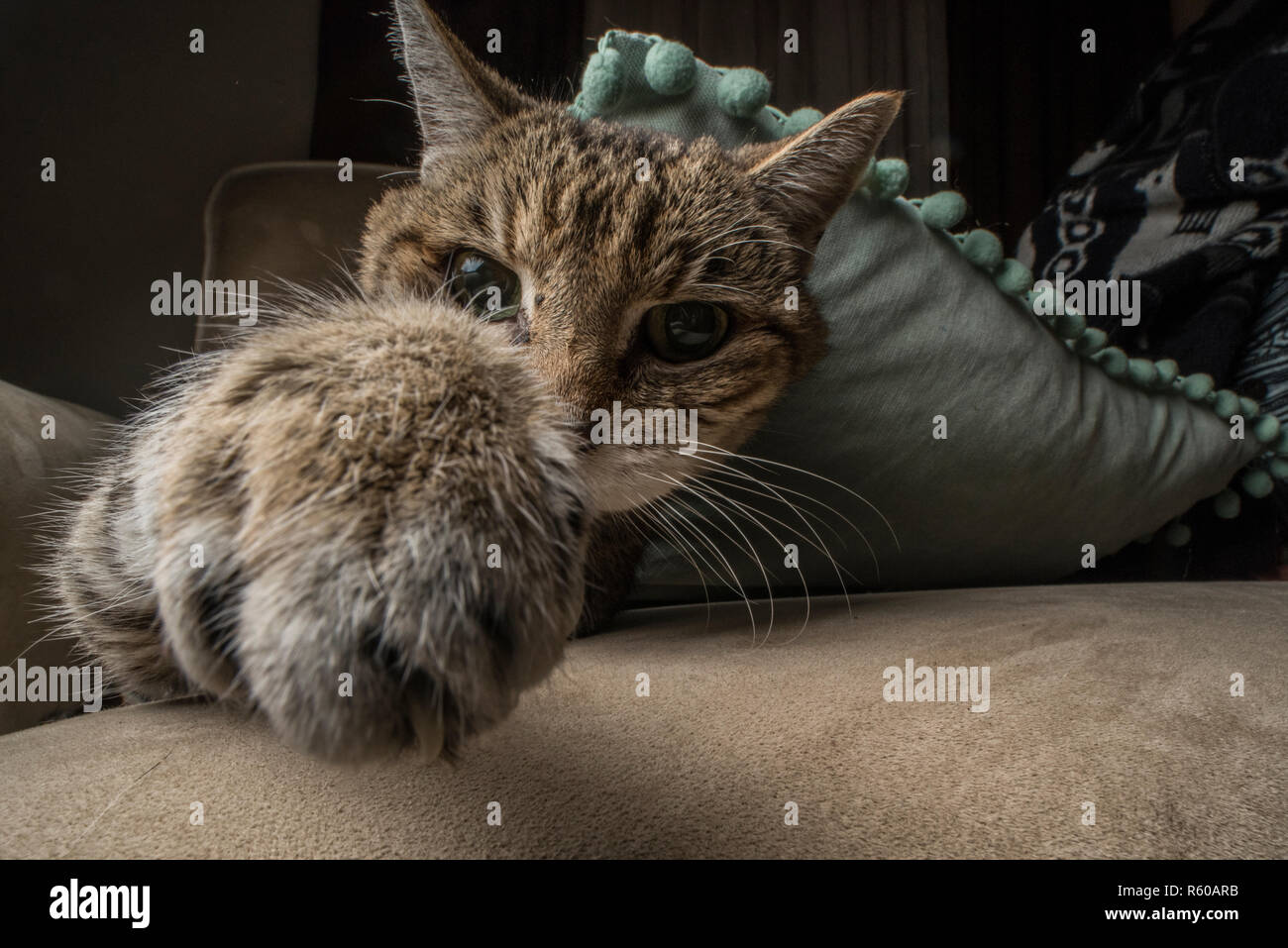 Ein tabby Foster cat stossen auf die Linse mit der Pfote. Stockfoto